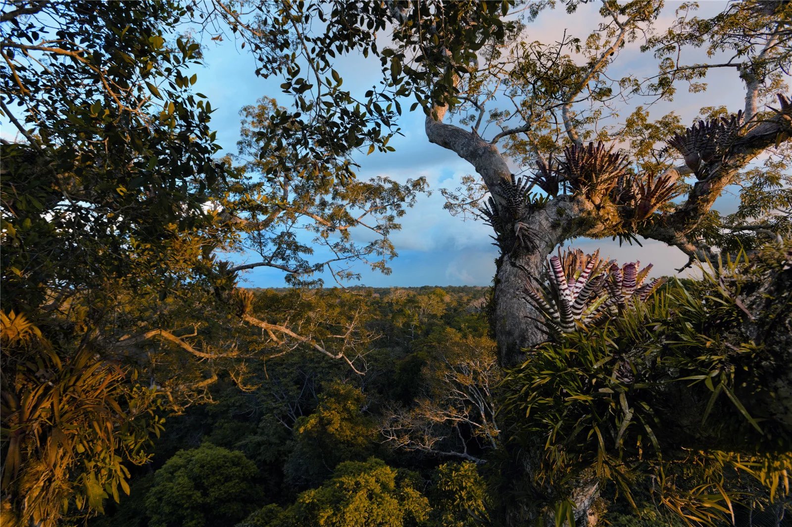 探索者的盛世——厄瓜多尔雨林待售