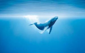 鲸落——留给大海最后的温柔