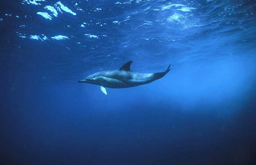 《海豚湾》——生命深处的呐喊