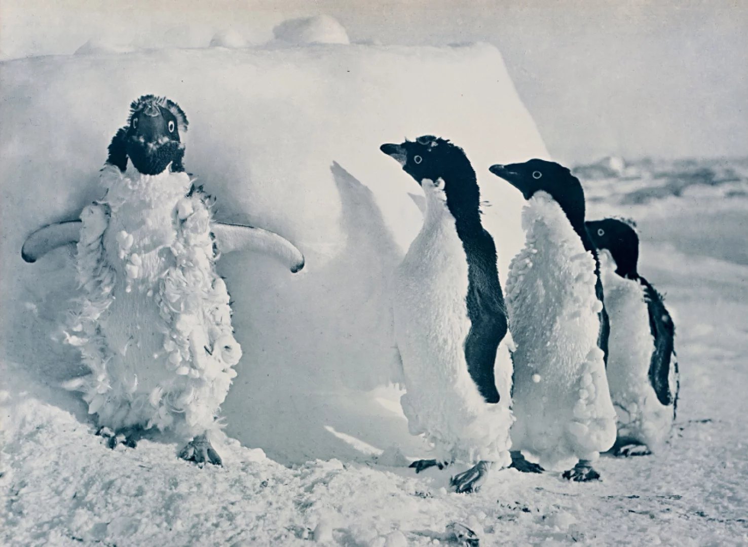 澳大拉西亚南极探险队——绝地远征