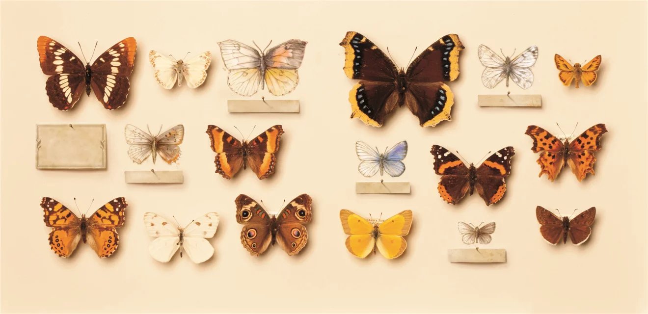 对普通蝴蝶进行追踪，可提示气候变迁情况——蝴蝶效应