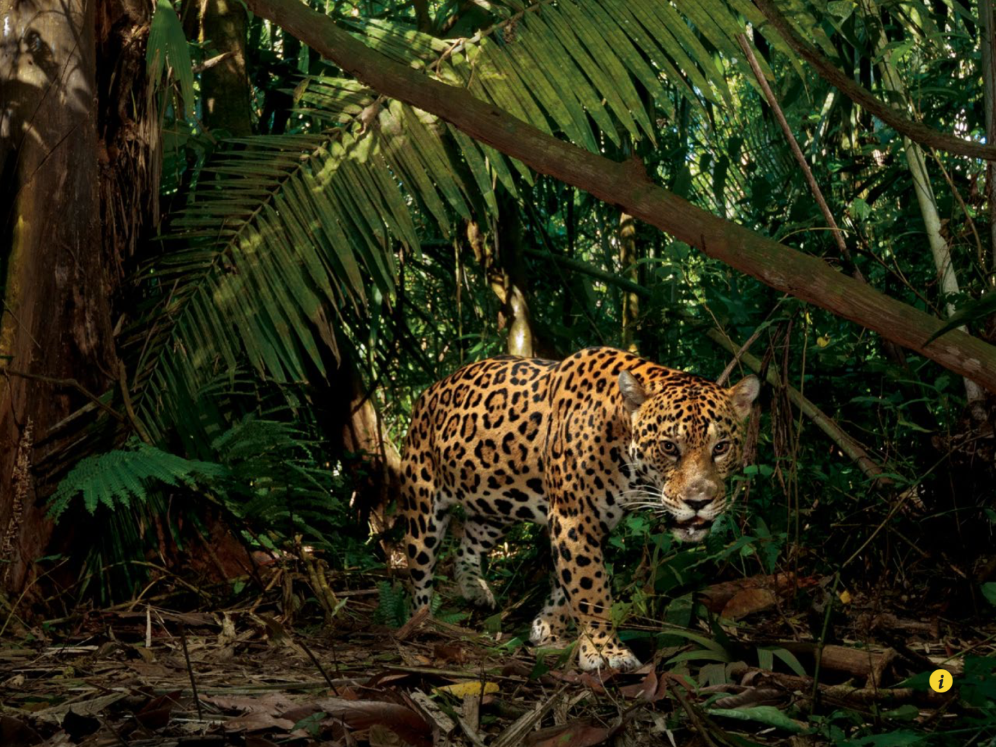 亚马逊雨林的心脏地带，威胁着一片最后的野性疆域