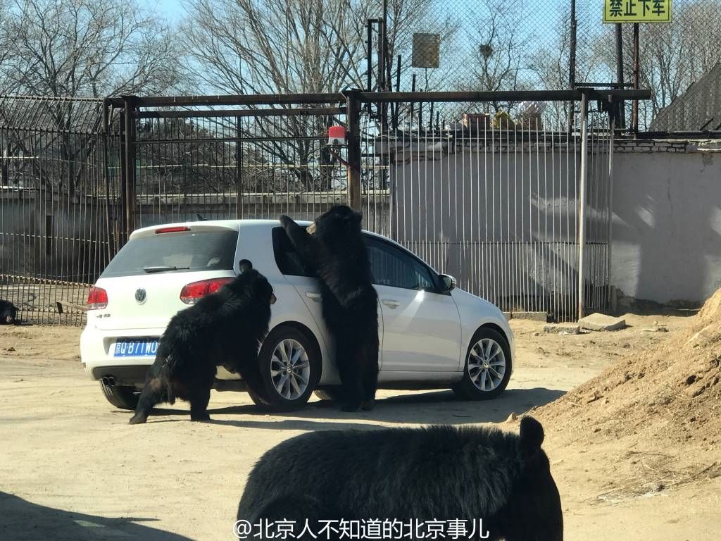 北京八达岭黑熊咬人事件